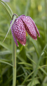 Frittilaria